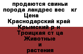 продаются свиньи порода ландрес вес70 кг. › Цена ­ 10 000 - Краснодарский край, Крымский р-н, Троицкая ст-ца Животные и растения » Другие животные   